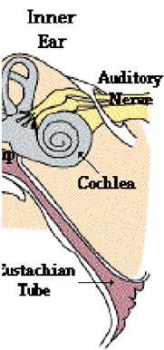 Muscles of the Middle Ear.
