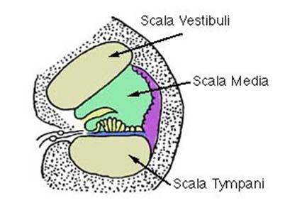 Functions of the Inner Ear Cochlea: Very small Oval window (moves in and out) = entrance to cochlea Cochlea Oval Window Stapes Scala Vestibuli & Scala Media Helicotrema Round Window