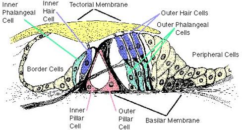 Hair Cells 4,000 inner hair cells Assisted by 12,000 hair cells in each cochlea Hair Cells.