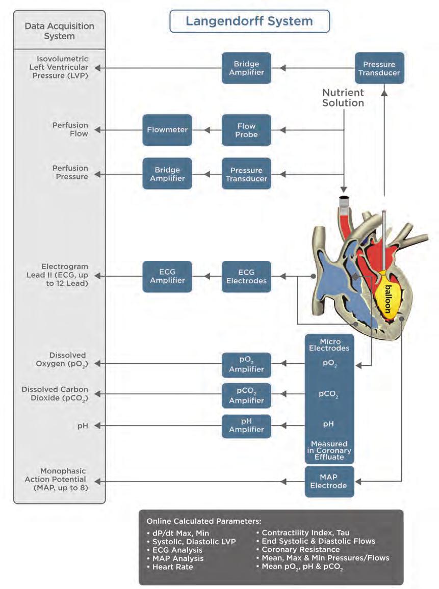 INTRODUCTION TO IH SYSTEMS Diagram of Hugo Sachs Isolated Heart Systems
