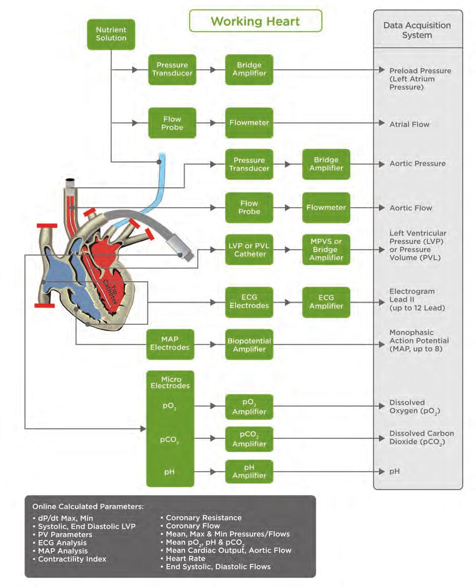 INTRODUCTION TO IH SYSTEMS Diagram of Hugo Sachs Isolated Heart Systems