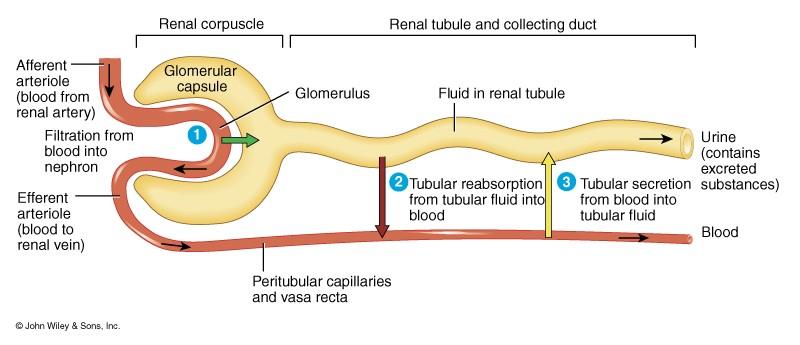 Overview of Renal Physiology Glomerular