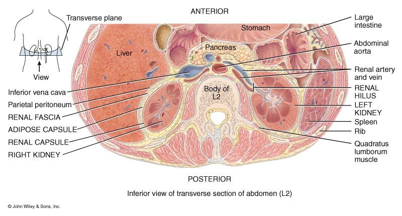 External Anatomy of Kidney Blood vessels & ureter enter hilus of kidney Renal capsule = transparent membrane maintains organ shape