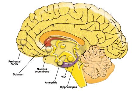 PHARMACODYNAMICS may also: induce release of endogenous opioids triggering DA release into the nucleus accumbens stimulate