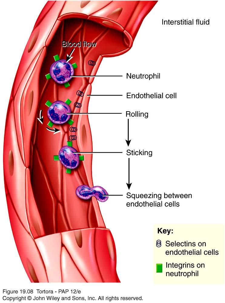 Emigration of WBCs Many WBCs leave the bloodstream Emigration (formerly diapedesis) Roll along endothelium Stick to and then squeeze between endothelial