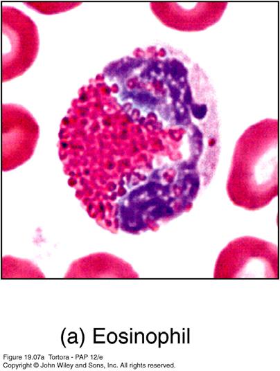 Eosinophils 2-4% of leukocytes in blood Same size as