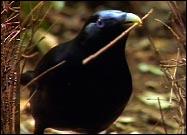 Material Gain Examples of traits Bowerbirds Bowers: They are