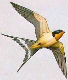 April 10: Reproduction II: Sperm competition Good Genes Hypotheses Symmetry and length of tails as indicators of parasite load In Barn Swallows: Males with longer tails have lower parasite loads They