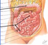 The function of the gut is to push the food and liquid down from the mouth to the large intestine (or colon), extract and absorb nutrients, and excrete the waste in the form of stool.