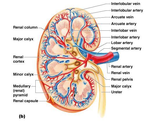 Renal cortex outer region Renal medulla inside the cortex Renal pelvis inner collecting tube 1.