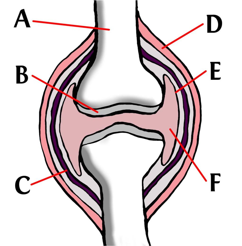 A= bone B= articular cartilage C= joint D= ligaments E=