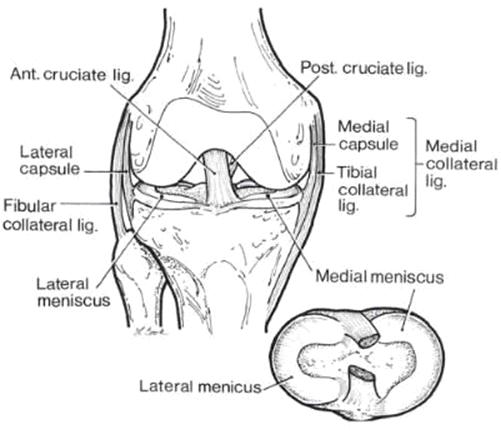 ACL Surgery Informed Consent 1 Orthopaedic Surgeon MARTHA S VINEYARD HOSPITAL Department of Orthopaedics ANTERIOR CRUCIATE LIGAMENT RECONSTRUCTION SURGERY What is the Anterior Cruciate Ligament (ACL)?