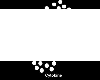 Co-stimulatory molecule