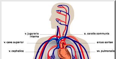 Circulatory system Blood / Vascular: Heart Vessels Artery Vein