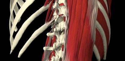 IV-Common Ailments (Lower Back) Sprain Strain Postural