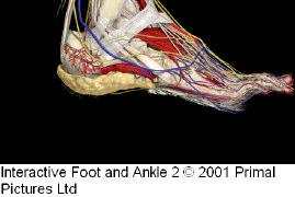 neuropathy Pes Planus (flat foot) Pes Cavus(high arch) Hammer Toes