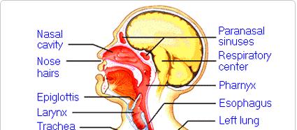 Respiratory system Upper airway: Nose Nasal cavity (Sinuses) Pharynx