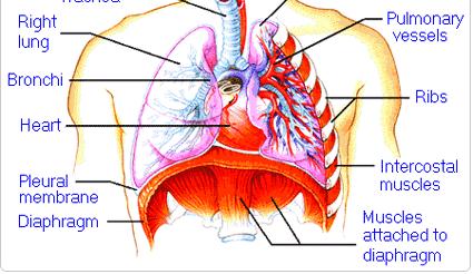Bronchioles Lung (alveoli) http://www.medem.