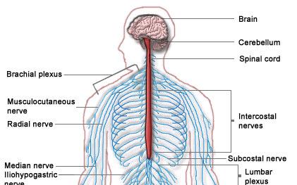 Nervous system Central system Brain-cerebrum & cerebellum Spinal cord