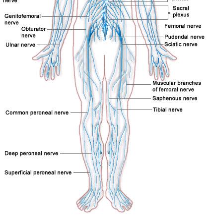 nerves Sensory nerves Autonomic system: Sympathetic Parasympathetic