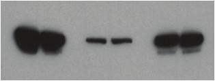 embryos +/+ -/- VL3-Pro Zfp89 KP1 CTIN MEF ESC ESC MEF ipsc ZFP89 CTIN WT ESC WT MEF WT ipsc ipsc Supplemental Figure 8.