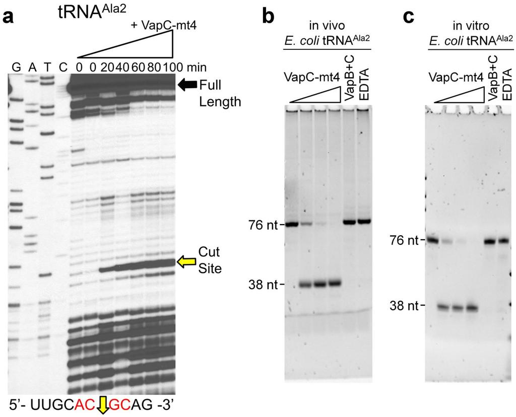 Supplementary Figure 1. VapC-mt4 cleaves trna Ala2 in E. coli.