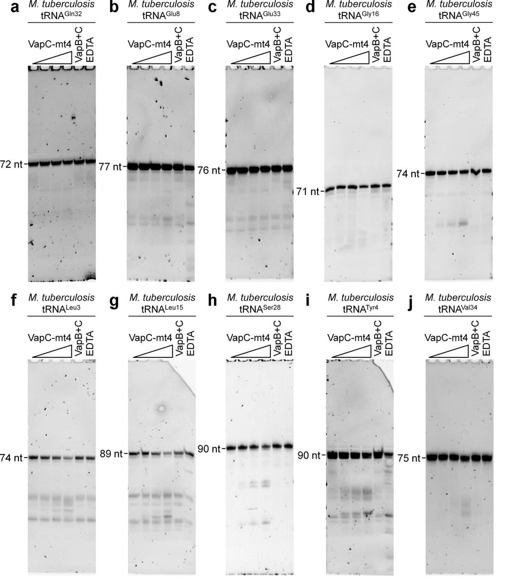 images of Fig. 2 a, b and c). (a-c) In vitro VapC-mt4 cleavage assays showing the three trnas from among the 13 consensus-containing M.