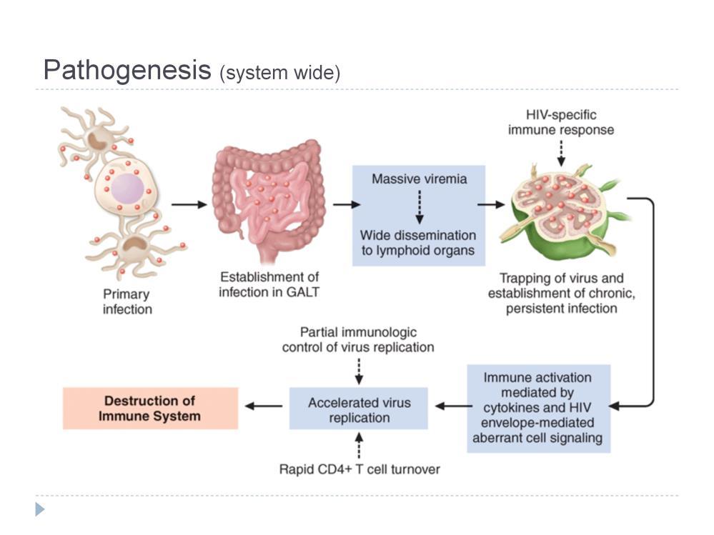 An important lymphoid organ, the gut-associated lymphoid tissue (GALT), is a major target of HIV infection and the location where large numbers of CD4+ T cells (usually memory cells) are infected and