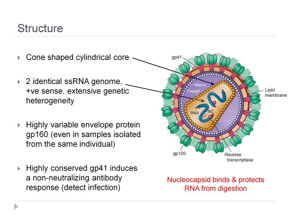 gp160 is processed into gp120 and gp41 (glycoprotein) The virion buds from the surface of the infected cell and incorporates a variety of host proteins,