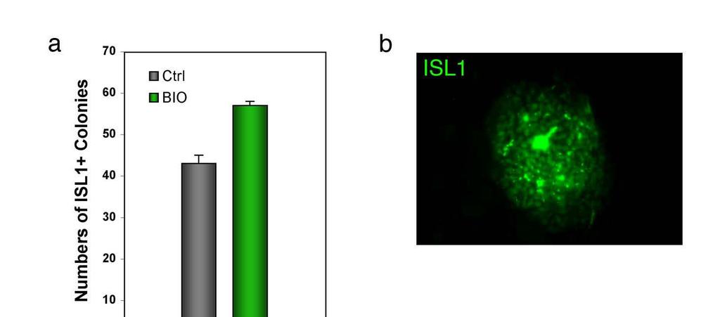 Suppl. Fig. 5 Expansion and characterization of hes cell-derived ISL1+ cardiac progenitors. a, ISL1+ cells increased by BIO treatment.