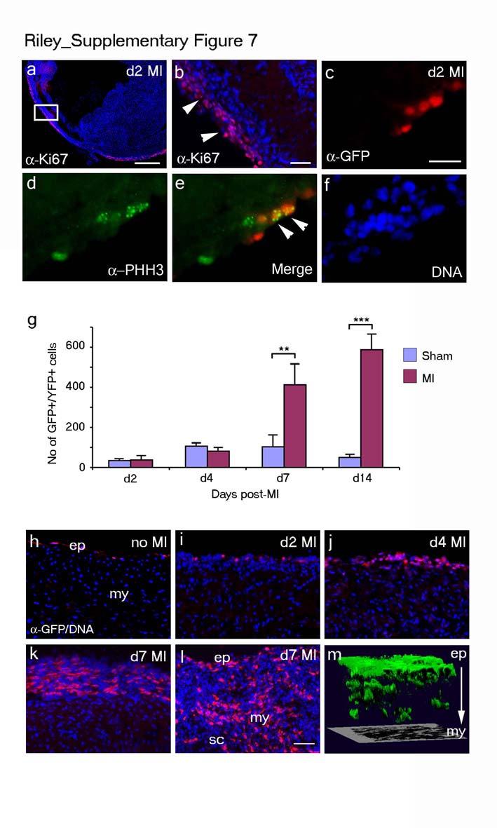 Supplementary Figure 7. Proliferation and expansion of GFP+ and YFP+ cells within the epicardium and sub-epicardial regions following Tβ4 priming/injury.