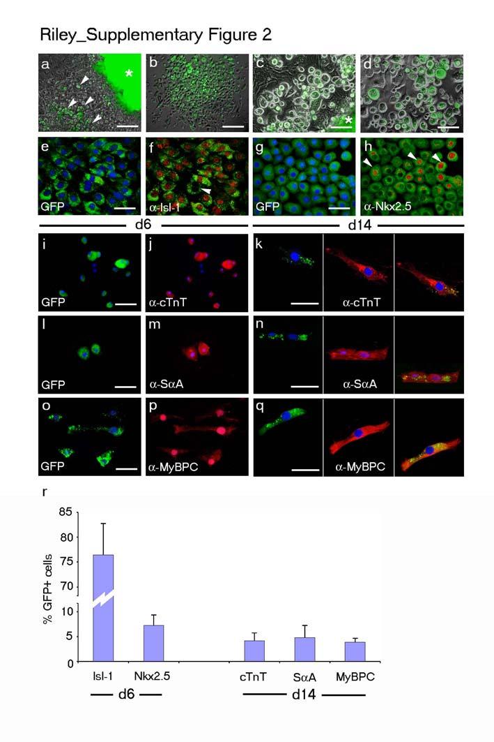 Supplementary Figure 2. Tβ4 primed Wt1+ cells give rise to cardiac progenitors ex vivo.