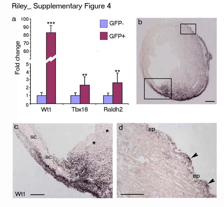 Supplementary Figure 4. Up-regulation of embryonic epicardial gene expression in Tβ4/injury primed FACS isolated GFP+ progenitors and activated Wt1 in situ post- MI.