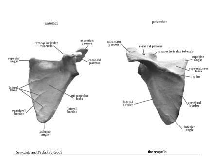 Scapula More on the scapula Located on posterior aspect of thoracic cage Connects humerus with clavicle Coracoid process Acromion process Spine of scapula Fossas: subscapular, supraspinous Borders: