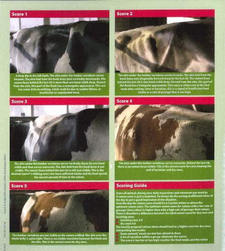 Monitor Body Condition https://www.ag.ndsu.edu/pubs/ansci/beef/as1026.pdf http://www.