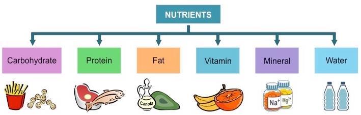 A nutrient is a substance used by an organism to survive, grow, and reproduce.