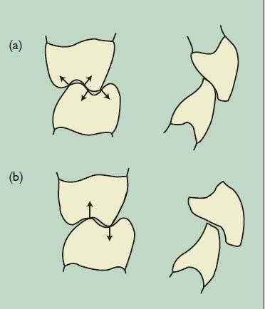 Figs (a) SHOW NORMAL OCCLUSAL CONTACTS, Figs (b)