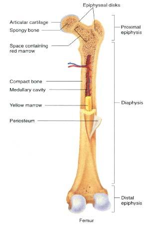 Bones - During embryogenesis development of bones is a late event it is the last stage of skeleton formation.