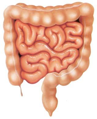 Small intestine The active form of vitamin D increases the intestinal absorption of calcium from the diet.