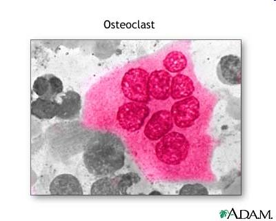 Bones Early studies assumed that the predominant effects of 1,25(OH) 2 D3 on bone were mediated via the osteoblast.