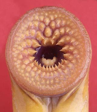 Evolution of VDR - In lamprey there is no calcified skeleton; - The highest expression of VDR in lamprey has been found