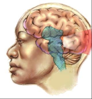 Older Brain Structures Brainstem the oldest part of the brain, beginning where the