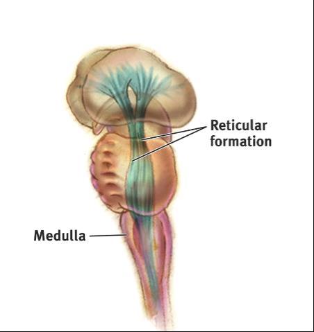 Brain Stem Medulla: base of the brainstem, controls vital functions like heartbeat and breathing.