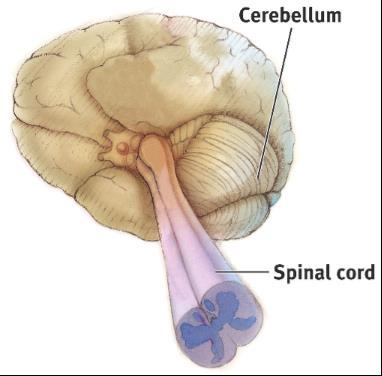 Cerebellum The
