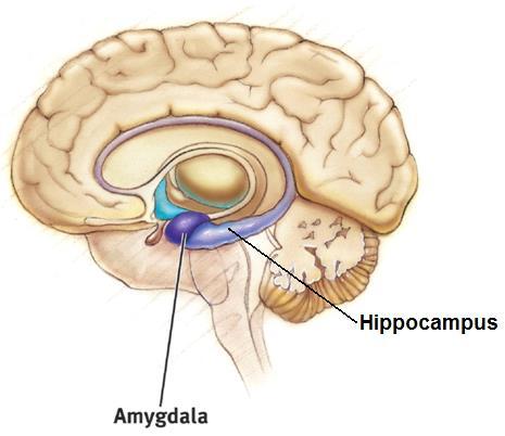 Limbic System Amygdala: two almondshaped neural clusters linked to emotion of fear and anger.