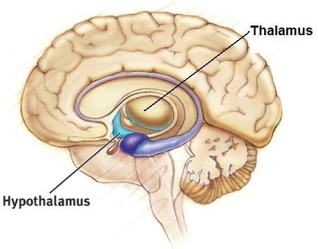 Limbic System Hypothalamus: lies below (hypo) the thalamus; directs several maintenance activities like eating, drinking, body temperature, and sex.