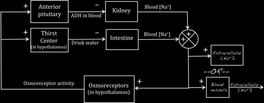 BIPN100 F12 (Kristan) MIDTERM #1 Name PID p. 2 1. (18 points total) Shown below is a diagram of some of the factors that regulate the concentration of Na + in the blood.