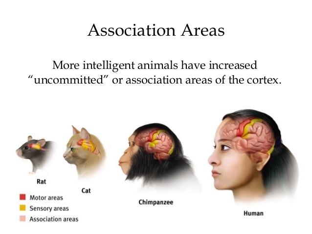 Association Areas all the cortical areas (visual, auditory, motor, sensory) occupy about ¼ of the brain cortex - intelligent animals have increased amounts of uncommitted space, called association