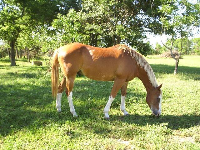Grain Ration Adult Idle Pregnant Mare