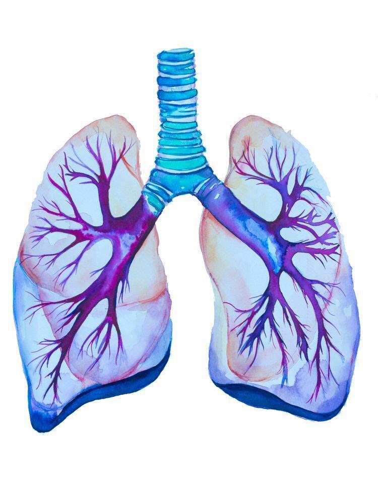 laboratory work up of important respiratory pathogens & be able